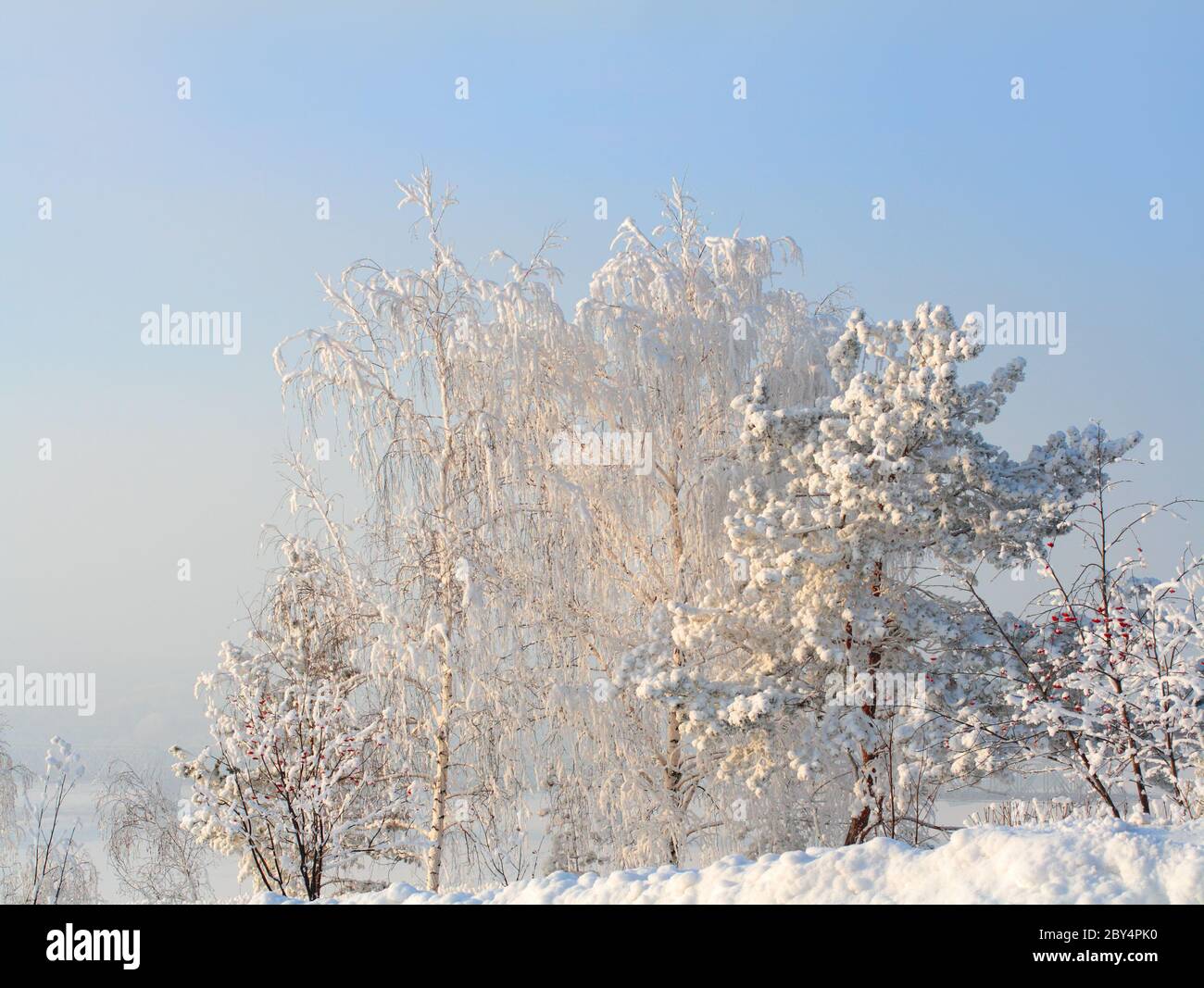 Schneebäume in frostigen Tag Stockfoto