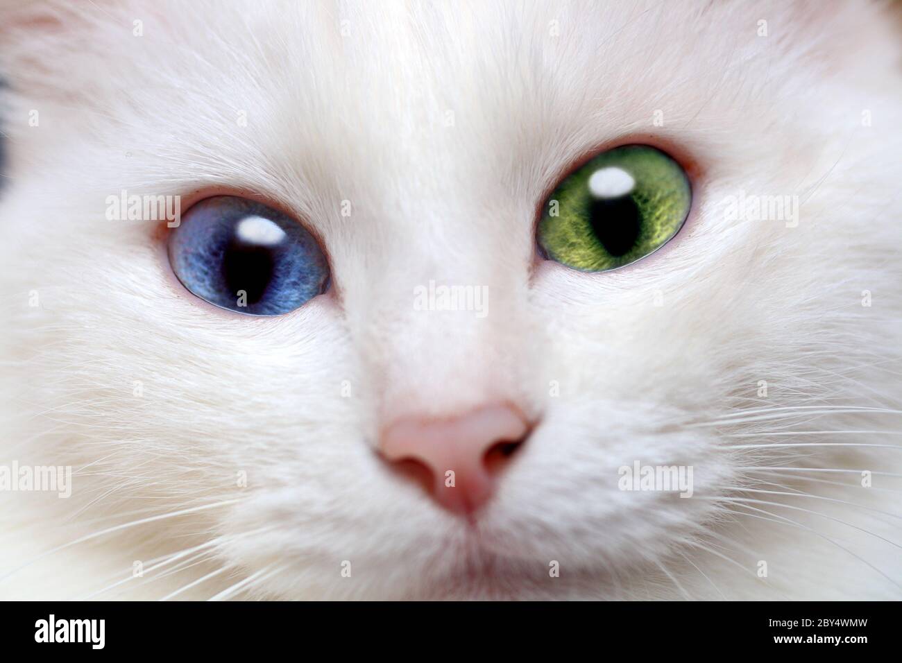 White cat different colored eyes Fotos und Bildmaterial in hoher