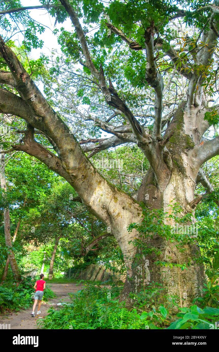 Eine Person, die unter einem großen Baobab-Baum (Adansonia digitata) joggt La Digue Island. Seychellen Stockfoto