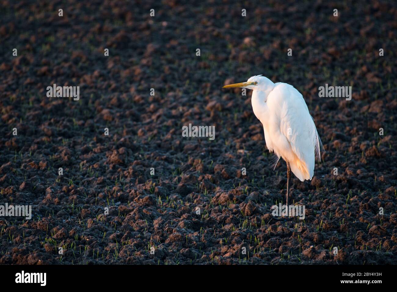Ein großer Weißer Reiher steht im Frühjahr im tiefen Licht der untergehenden Sonne auf Ackerland. Stockfoto