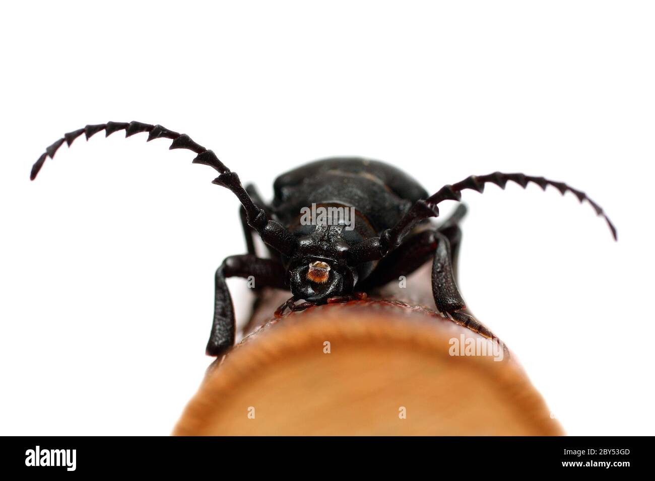 Großer schwarzer Käfer Stockfoto