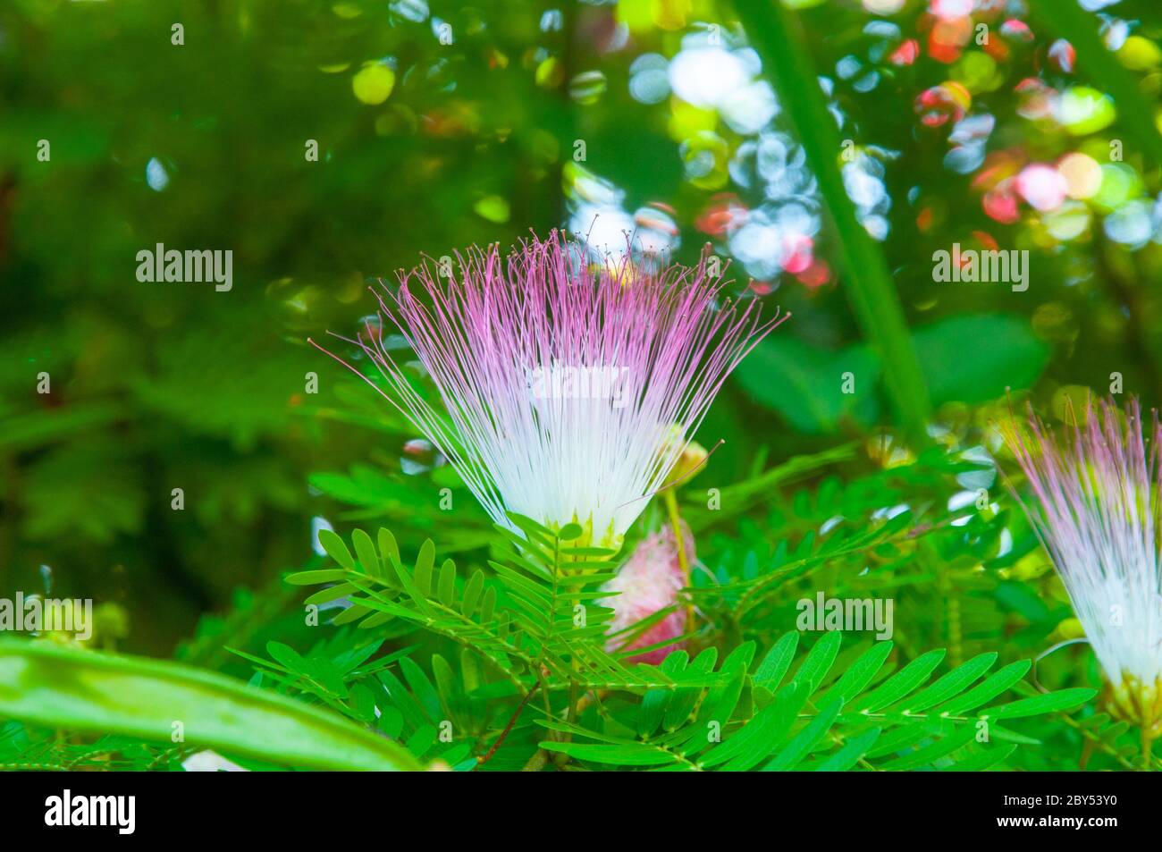 Schöne einzelne weiße und rosa tropische Blume Tribe Ingeae ein Mitglied der Familie der Hülsenfrüchte Fabaceae, Calliandra magdalenae Stockfoto