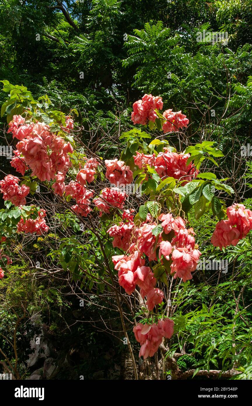 Eine schöne bunte tropische Blume Rotblättrige Mussaenda (Mussaenda erythrophylla), ein Mitglied der Familie der Madder Rubiaceae. Seychellen Stockfoto