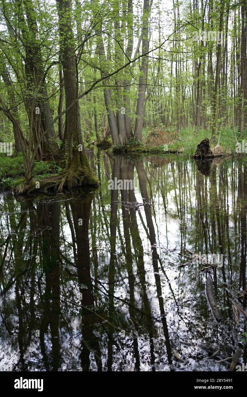 Moos gewachsene Erlenlandschaft im Naturschutzgebiet Feldberger Seenlandschaft. Stockfoto