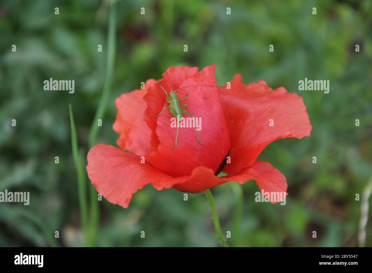 Mohnblume im Detail mit Heuschrecke darauf. Sommer Popy Blumen auf Wiese im Gras. Stockfoto