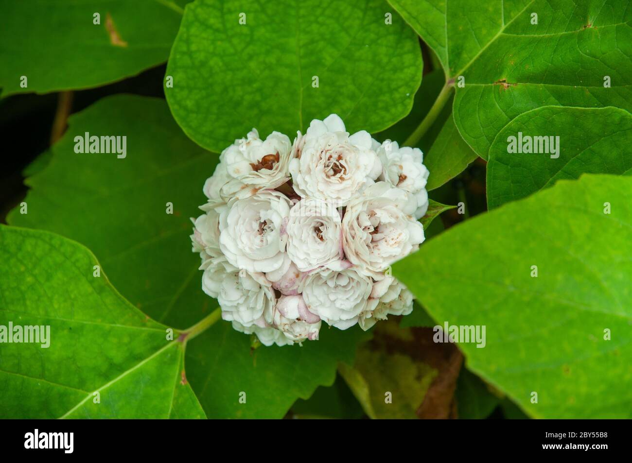 Eine schöne bunte weiße tropische Blume chinesischer Glorybower (Clerodendrum chinense) Stockfoto