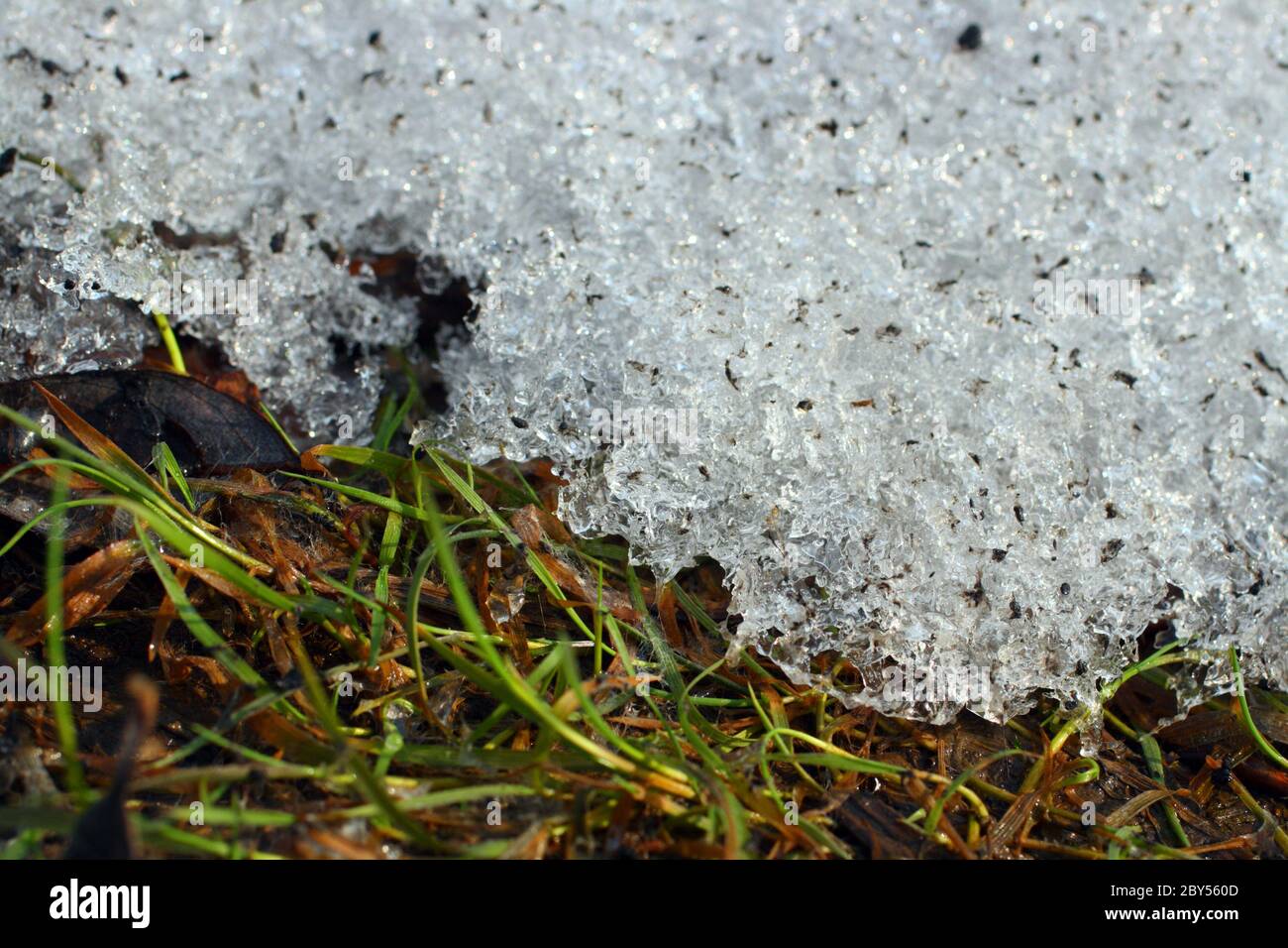 Frühlingsgras unter schmelzendem Schnee Stockfoto