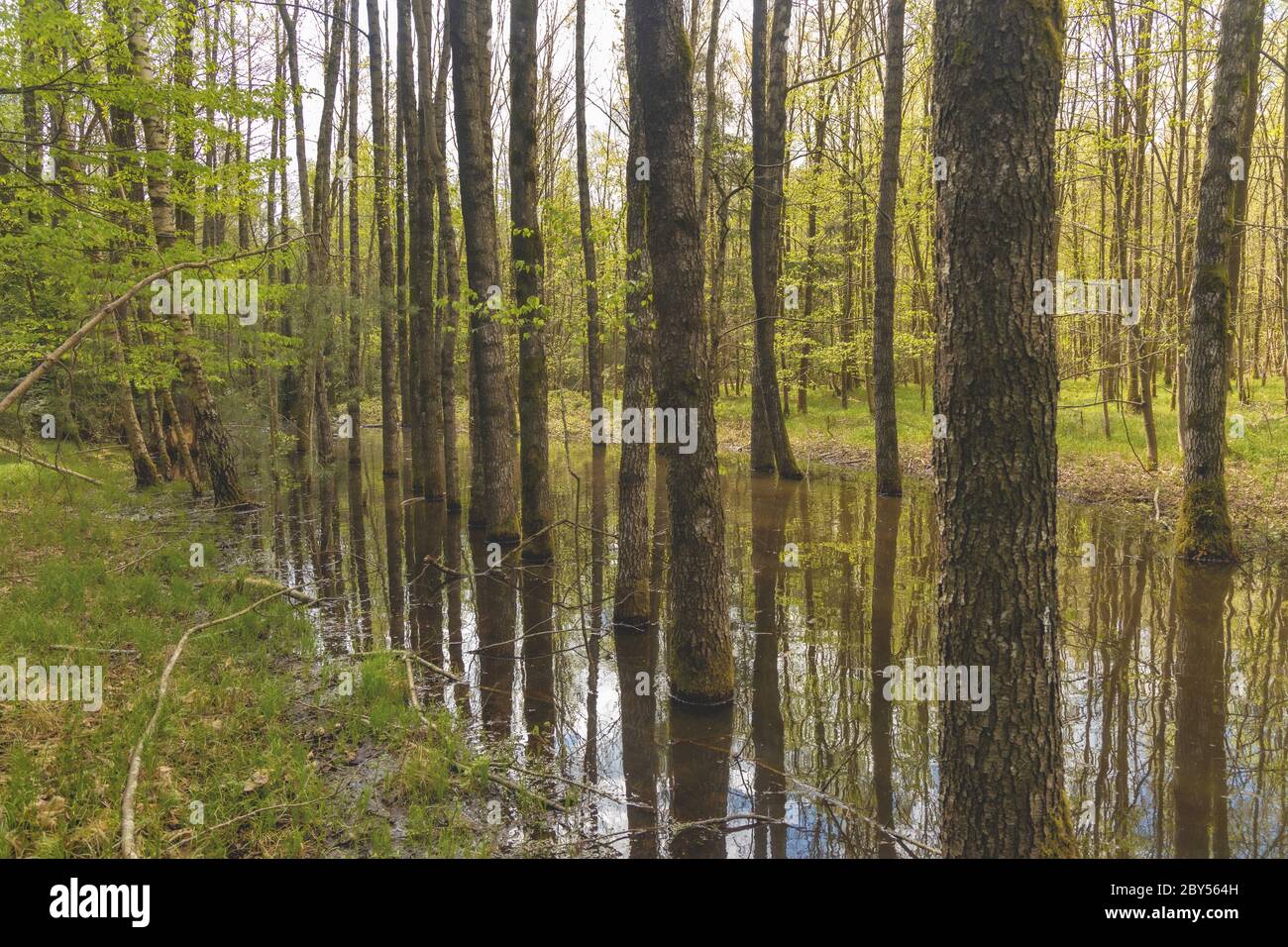 Eurasischer Biber, Europäischer Biber (Rizinusfaser), großer Biberladge, der Waldbach zu einem kleinen Teich eindeigert, mehrere Bäume stehen im Wasser, Deutschland, Bayern, Isental Stockfoto