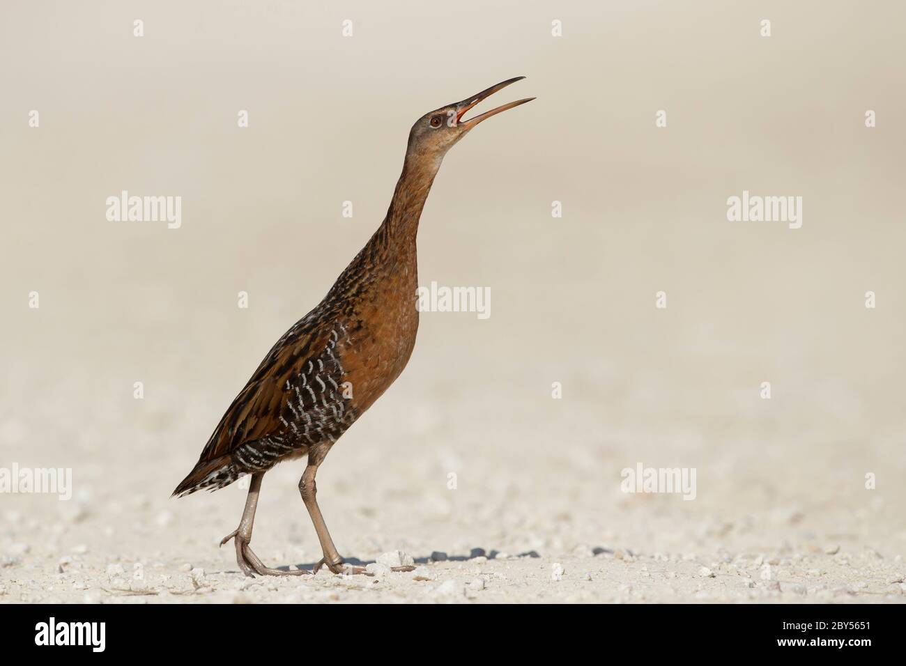 King Rail (Rallye elegans), Erwachsener, der direkt im Freien läuft, laut ruft, USA, Texas, Chambers County Stockfoto
