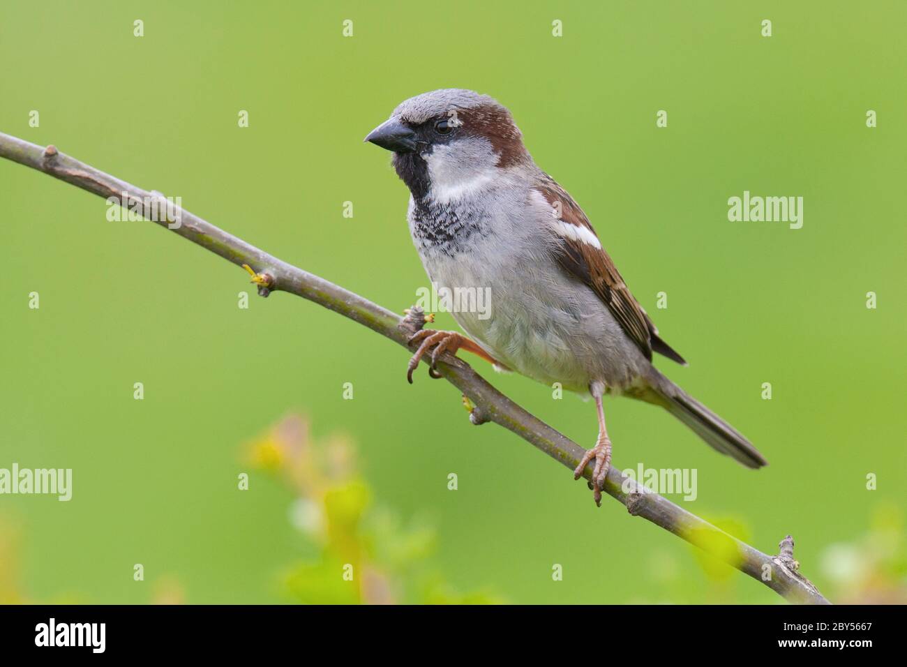 Haussperling (Passer domesticus), Männchen auf einem kleinen Zweig vor grünem Hintergrund sitzend, Niederlande Stockfoto