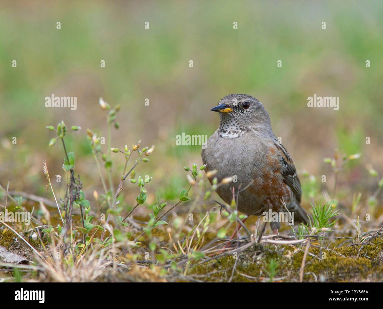 Alpenakzentuiert (Prunella collaris), Erwachsener, Frühlingsausläufer aus den Bergen in Südeuropa, Niederlande, Berkeneiland Stockfoto