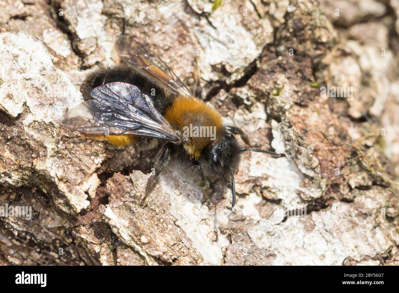 Clarkes Mining-Bee, Clarkes Mining Bee, Clarks andrena (Andrena clarkella, Andrena tricolor, Andrena polita), weiblich, Deutschland Stockfoto