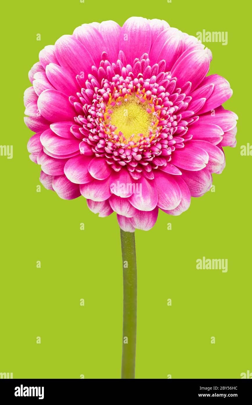 Zinnia, Jugend-und-Alter, Gemeine Zinnia (Zinnia elegans), Blooming, Deutschland, Studio Stockfoto