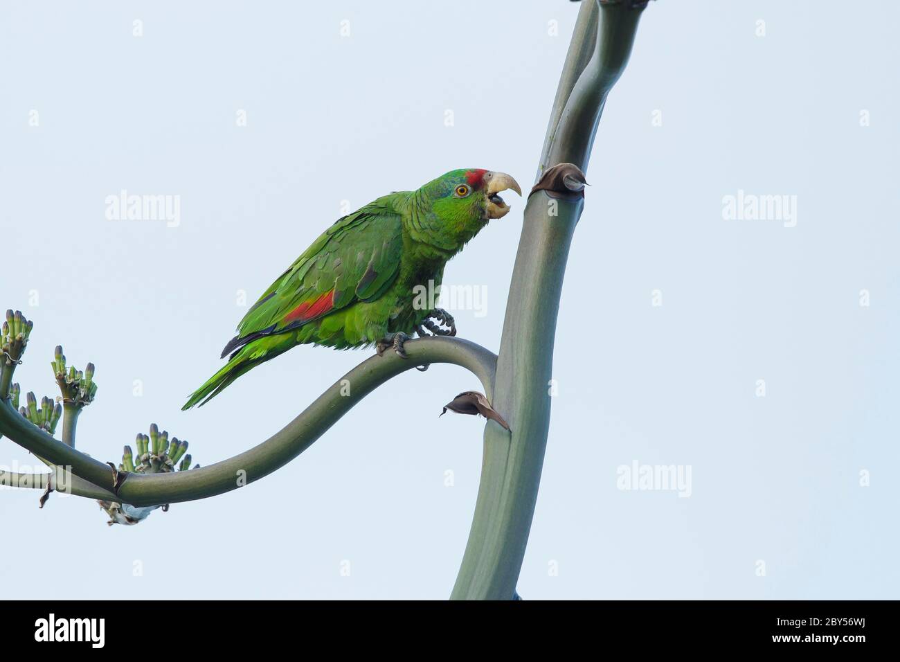 Grüner wabenamazon (Amazona viridigenalis), Erwachsener sitzt in einem Baum, USA, Kalifornien Stockfoto