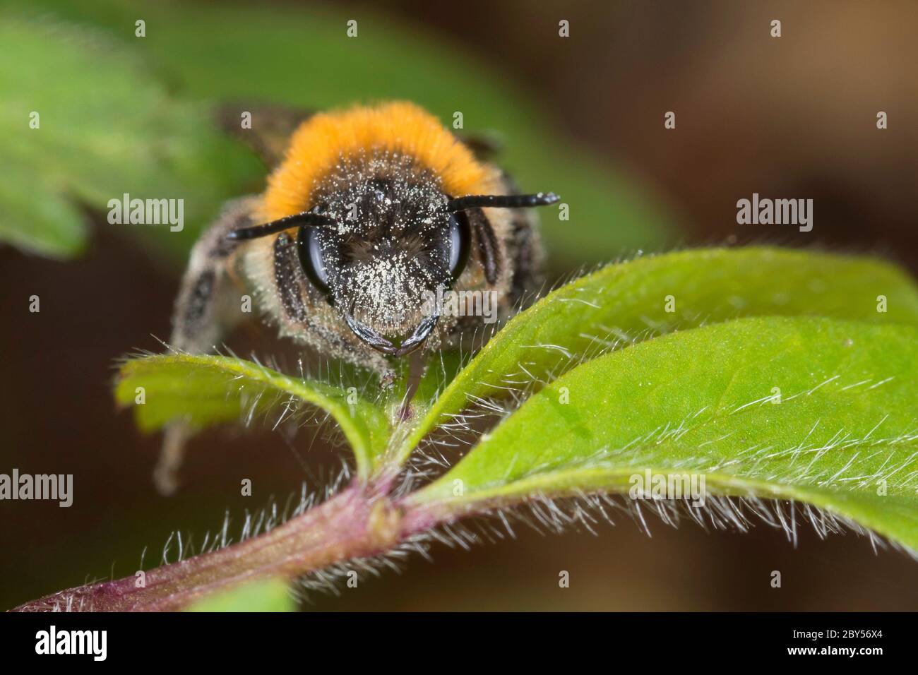 Bergbiene (Andrena spec.), auf einem Blatt, Deutschland Stockfoto