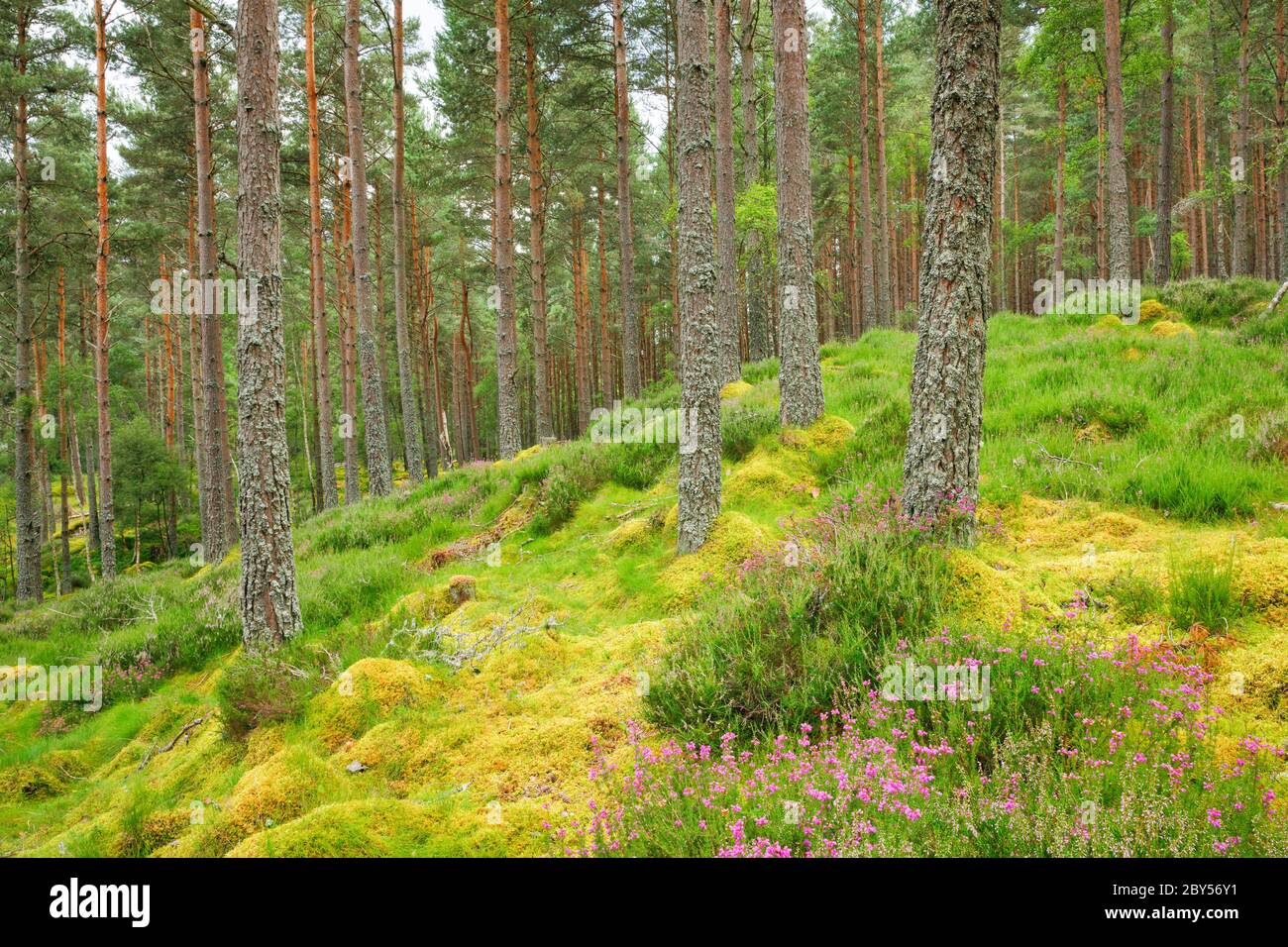 Schottische Kiefer, Schottische Kiefer (Pinus sylvestris), Kiefernwald mit blühender Heide, Erica tetralix, Großbritannien, Schottland Stockfoto