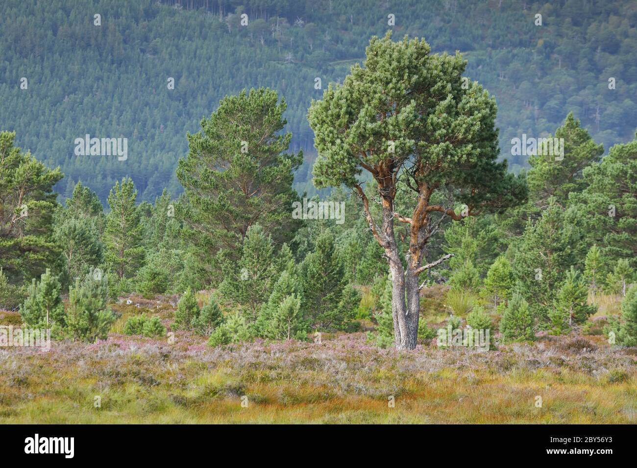 Schottische Kiefer, Schottische Kiefer (Pinus sylvestris) und blühende Heide, Großbritannien, Schottland, Cairngorms National Park Stockfoto