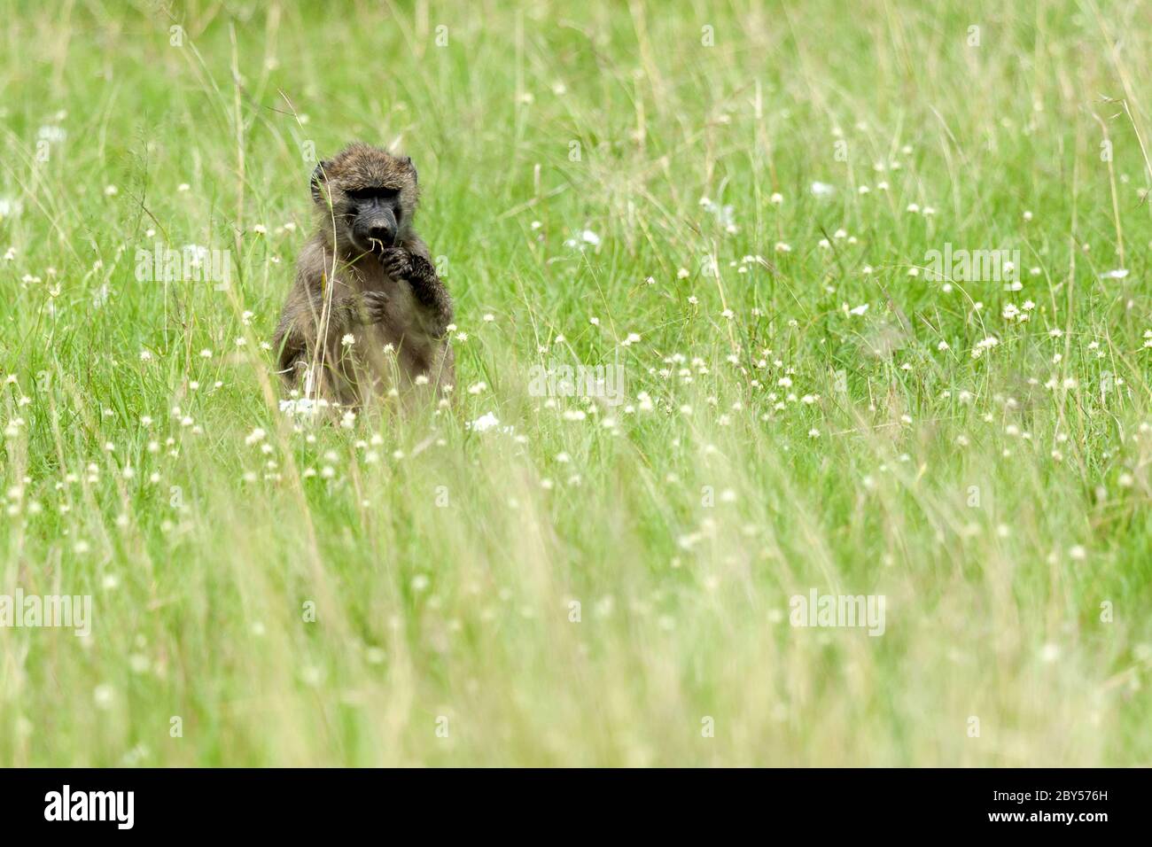 Gelber Pavian, Savanne Pavian, Anubius Pavian, Olive Pavian (Papio anubis, Papio cynocephalus anubis), Jungtier sitzt auf Gras essen, Vorderansicht, Kenia, Masai Mara Nationalpark Stockfoto