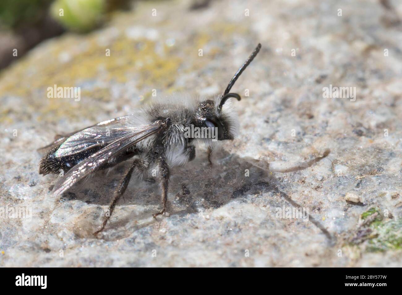 Aschbiene, Graubiene, Aschbiene, Aschbiene, Aschbiene (Andrena cineraria), männlich, Deutschland Stockfoto