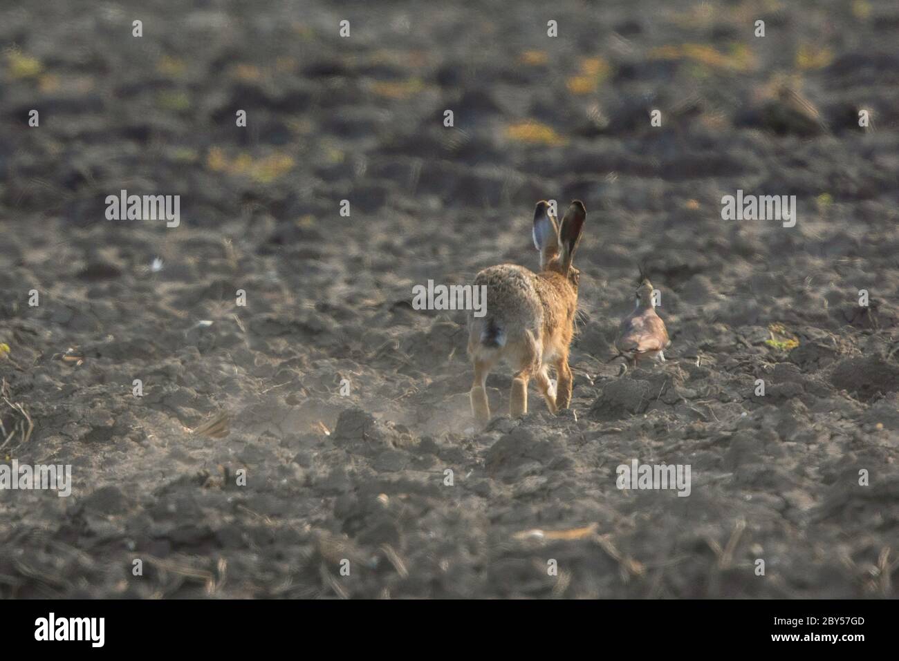 Europäischer Hase, Braunhase (Lepus europaeus), streckte über ein trockenes Feld aus und vertreibt ein , Deutschland, Bayern, Erdinger Moos Stockfoto