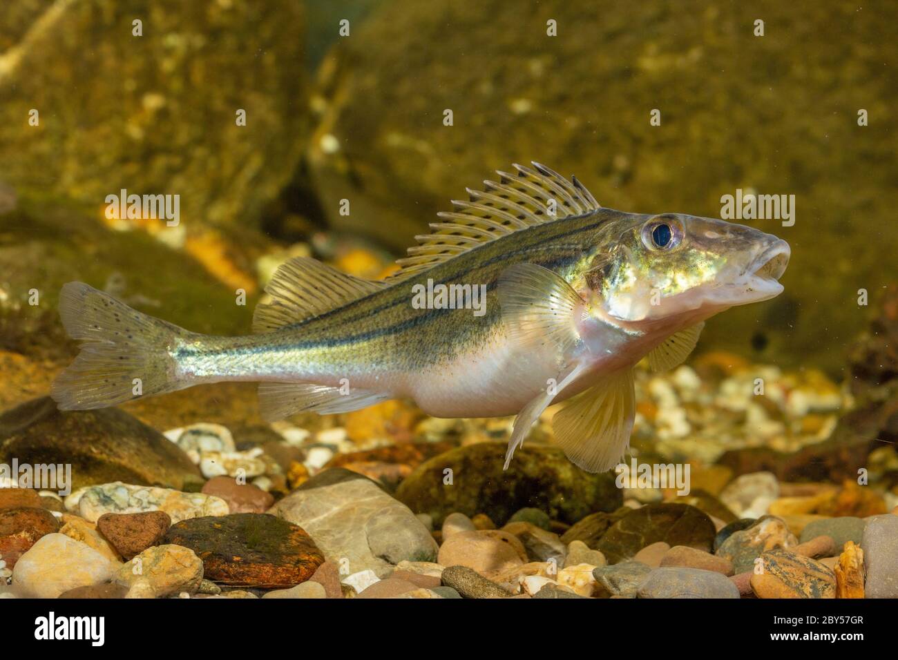 Gestreifte Rüffe, Schraetzer, Donauruffe (Gymnocephalus schraetzer, Gymnocephalus schraetser), Weibchen laichbereit Stockfoto