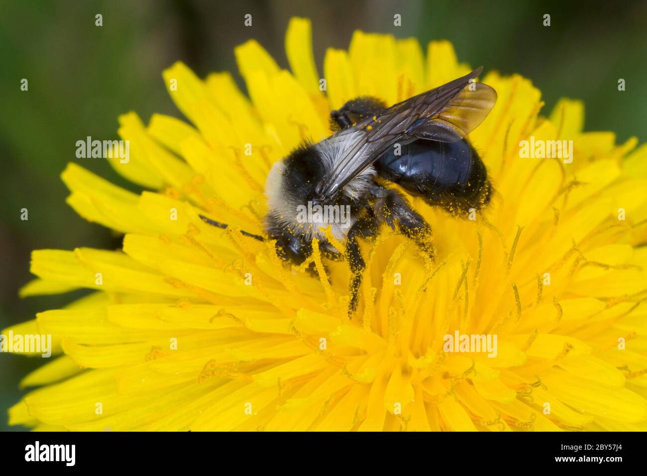 Aschbiene, Graubiene, Aschbiene, Aschbiene, Aschbiene (Andrena cineraria), Weibchen auf Löwenzahn-Blume, Deutschland Stockfoto