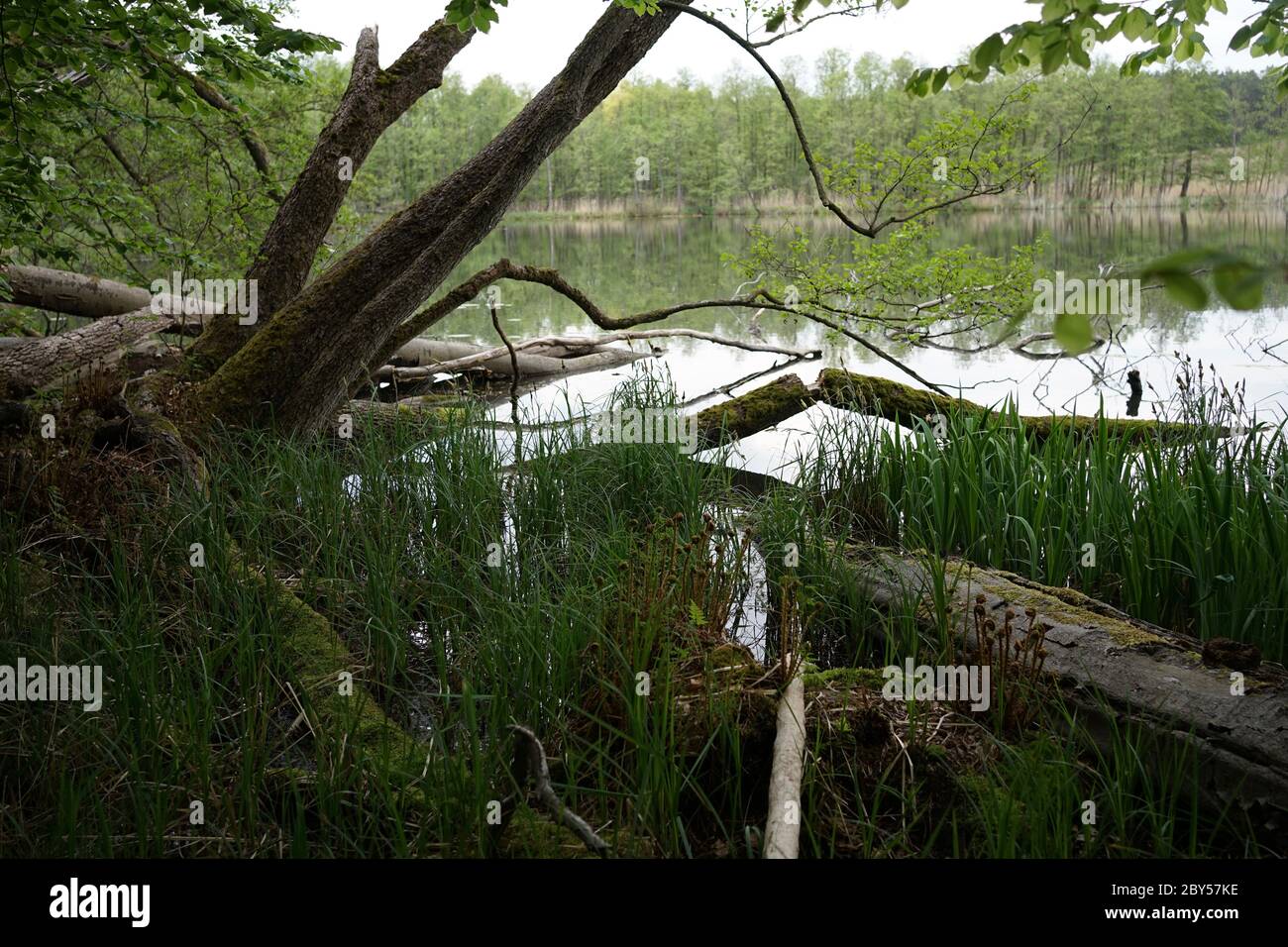 Moos gewachsene Erlenlandschaft im Naturschutzgebiet Feldberger Seenlandschaft. Stockfoto