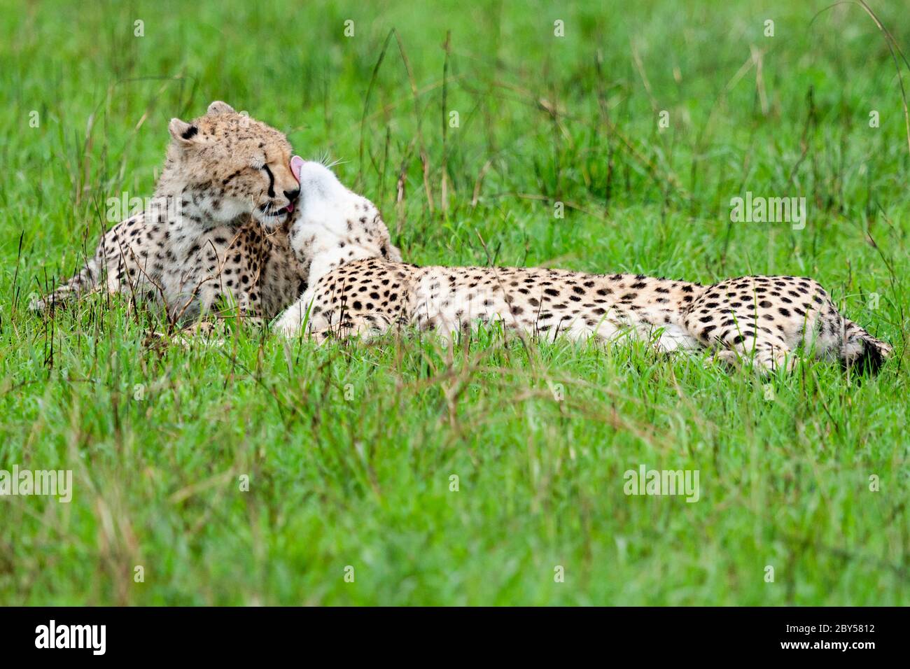 geparden (Acinonyx jubatus), zwei Geparden liegen zusammen auf Gras in der Savanne und kuscheln, Kenia, Masai Mara Nationalpark Stockfoto