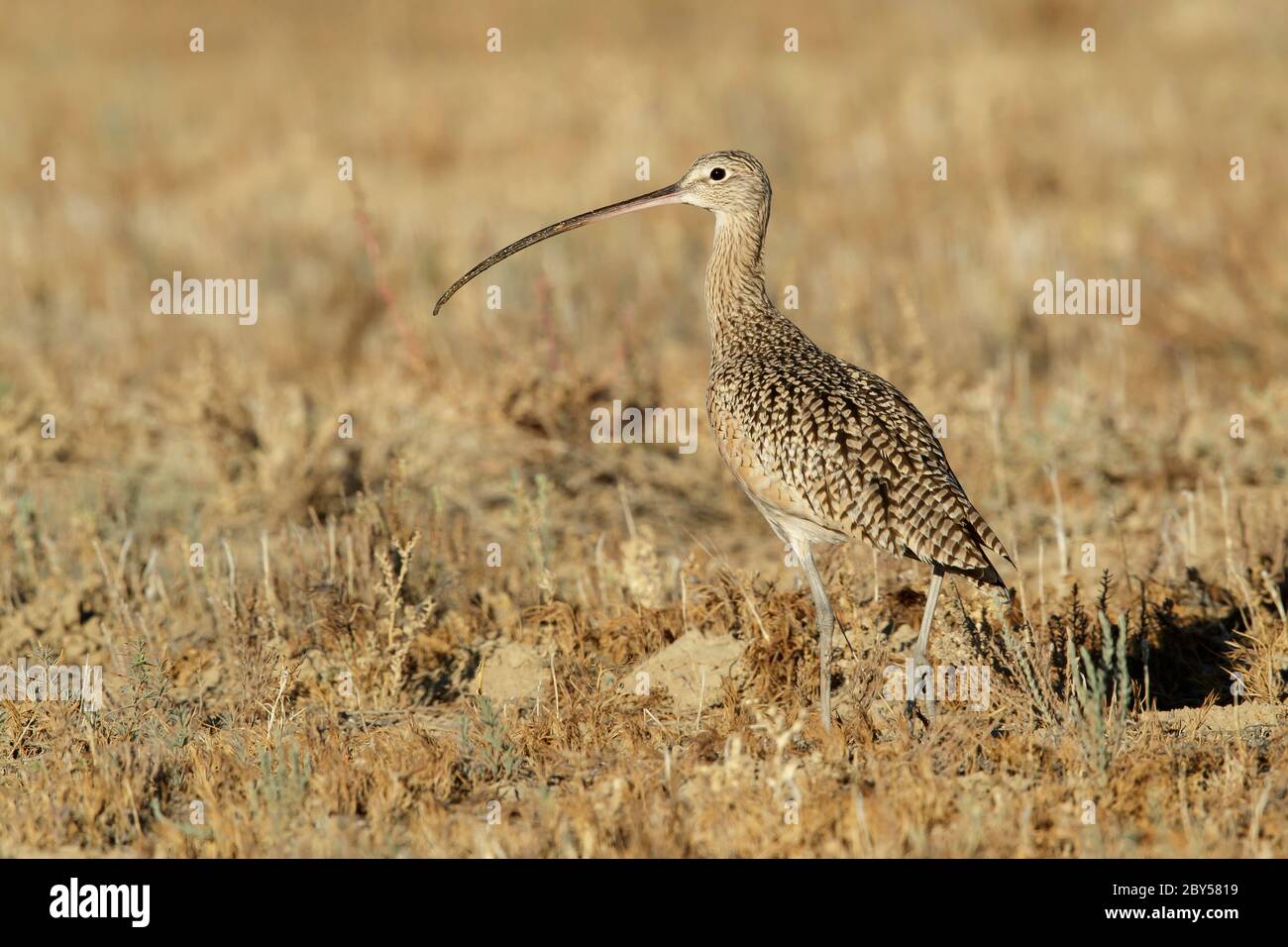 Langschnabelcurlew (Numenius americanus), Erwachsener, der auf einem Feld steht, USA, Kalifornien, Riverside County Stockfoto