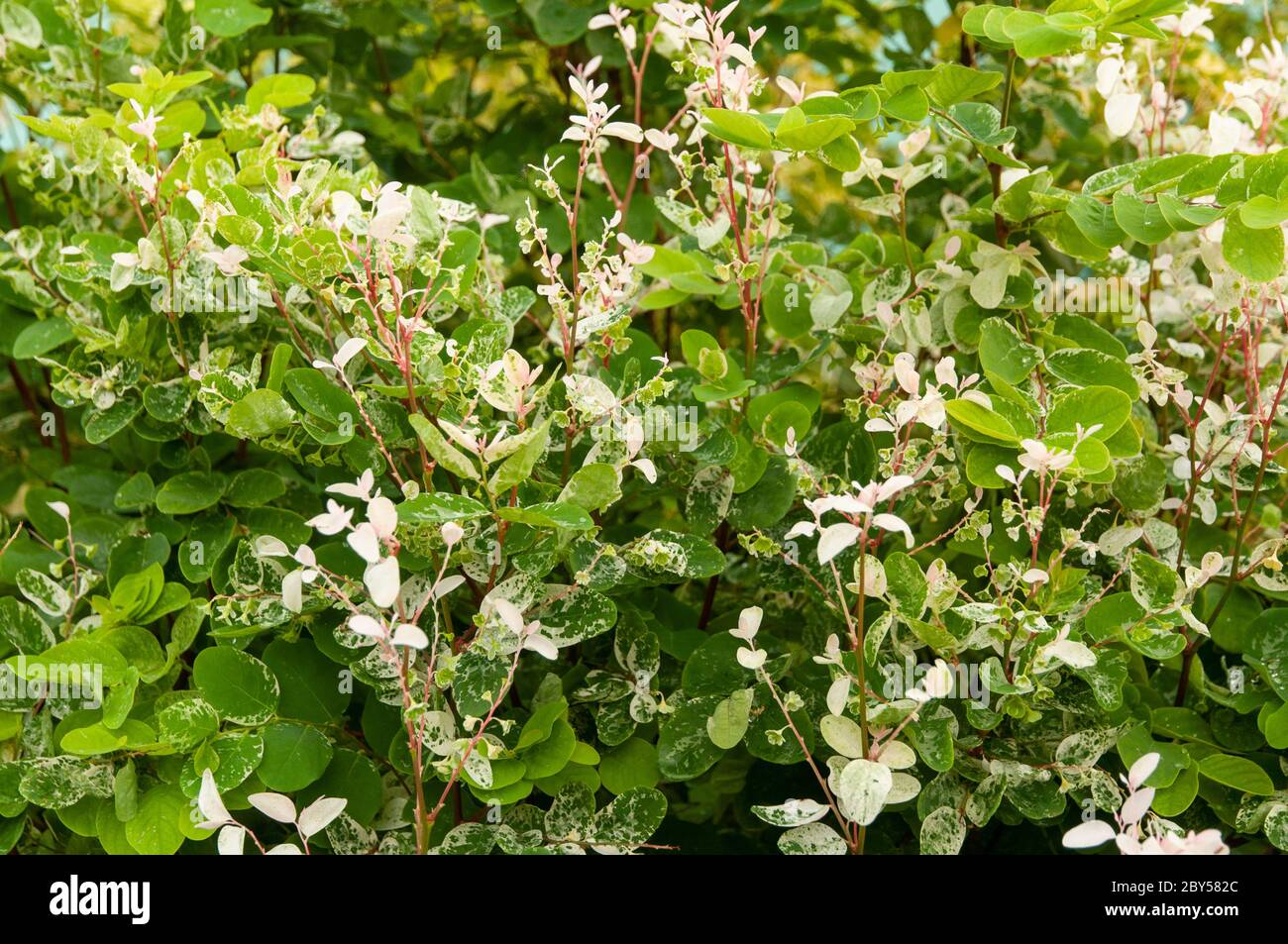 Grüne tropische Pflanze mit makellosen Blättern : Blatt-Blume (Breynia desticha) Stockfoto