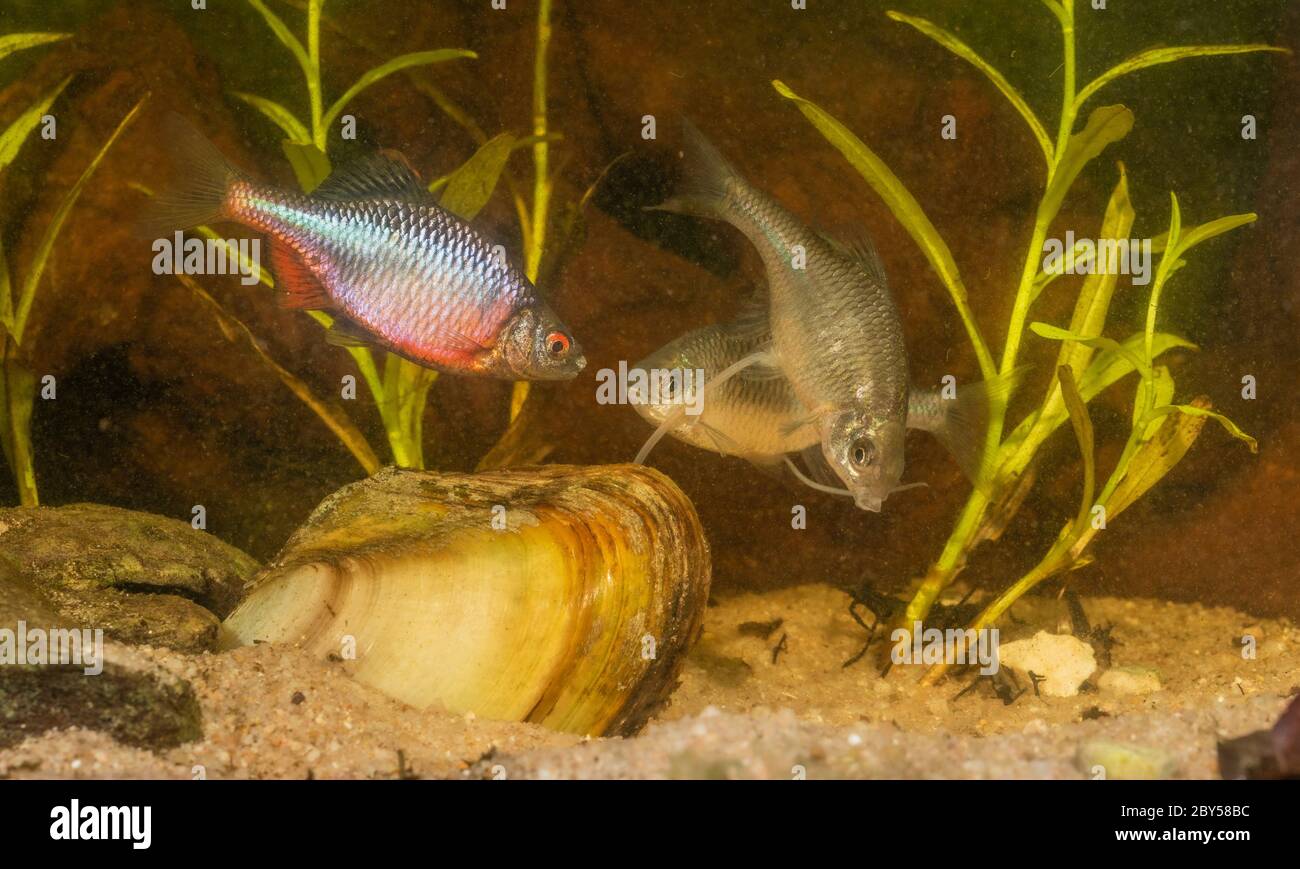 bitterling (Rhodeus amarus, Rhodeus sericeus, Rhodeus sericeus amarus), Weibchen, das Eier in einer Muschel legt, Männchen, das auf das Laichen wartet, Deutschland Stockfoto