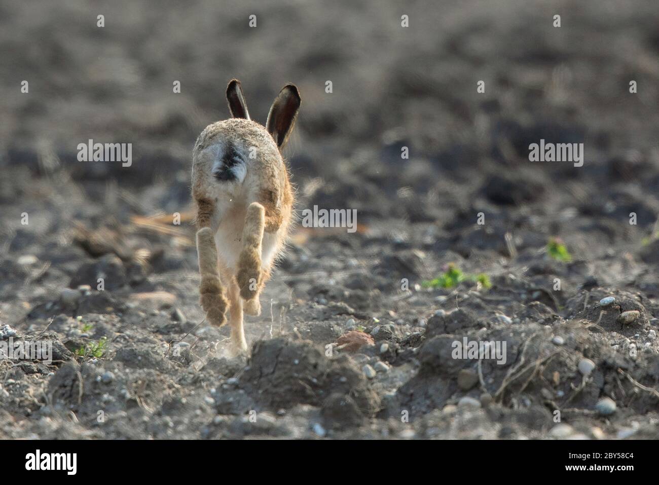 Europäischer Hase, Braunhase (Lepus europaeus), streckert über ein trockenes Feld, Deutschland, Bayern, Erdinger Moos Stockfoto