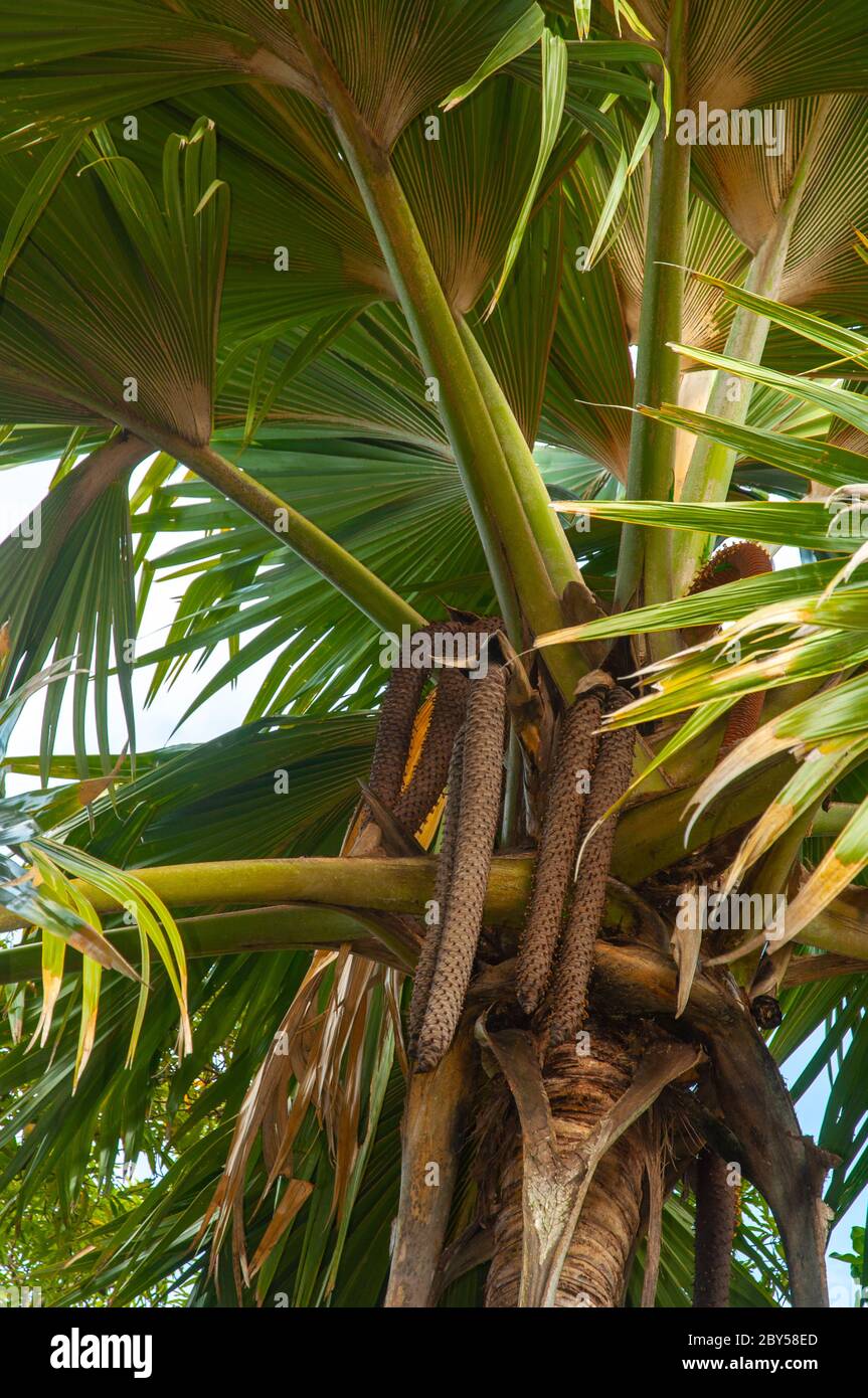 Große Frucht der männlichen Palme der Sea Coconut (Lodoicea maldivica) oder Coco de Mer mit riesigen grünen Palmenblättern. Seychellen Stockfoto