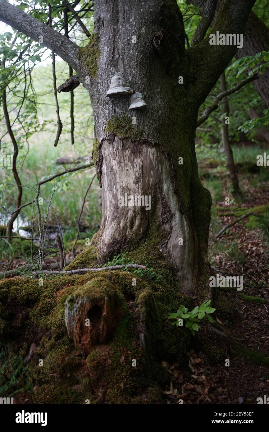 Moos gewachsene Erlenlandschaft im Naturschutzgebiet Feldberger Seenlandschaft. Stockfoto