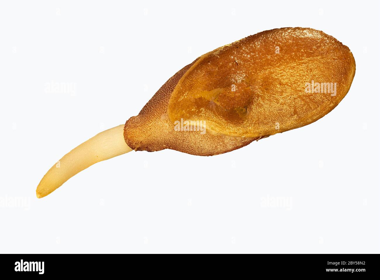 Leinsamen (Linum usitatissimum), Keimsamen, Deutschland, Bayern Stockfoto