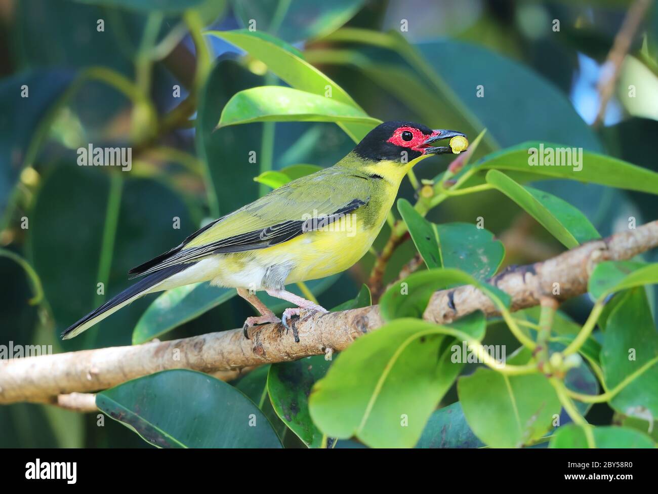 Australasian Figbird (Sphecotheres vieilloti), Erwachsener, männlich, Australien, Queensland, Cairns Esplanade Stockfoto