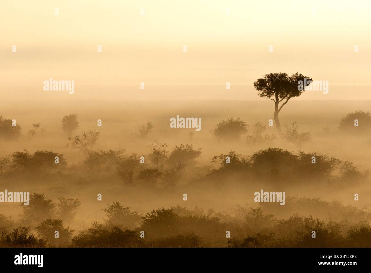 Savannah im Nebel mit eineineineineineineineinmundem Baum und Büschen bei Sonnenaufgang, Kenia, Masai Mara Nationalpark Stockfoto