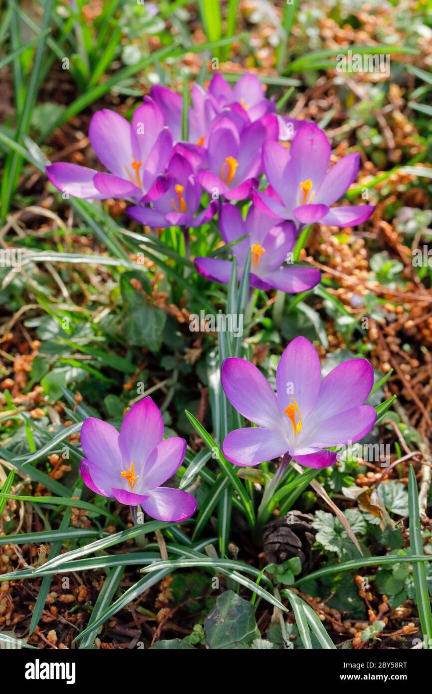 crocus (Crocus spec.), Krokusse auf einer Wiese im Frühling, Schweiz Stockfoto