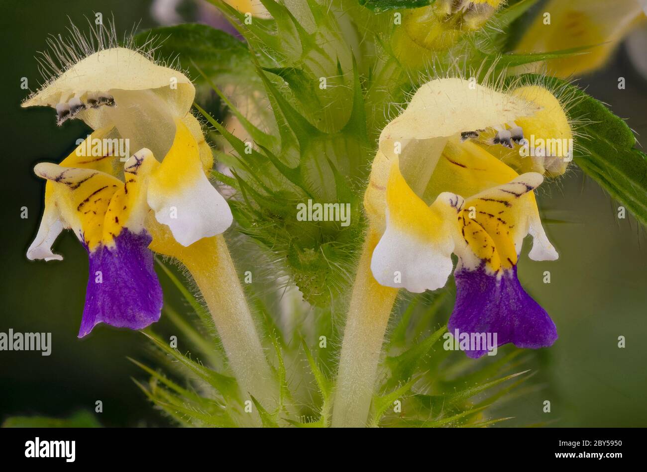 Großblühende Hanfnessel, Edmonton hempnessel (Galeopsis speciosa), Deutschland, Bayern Stockfoto