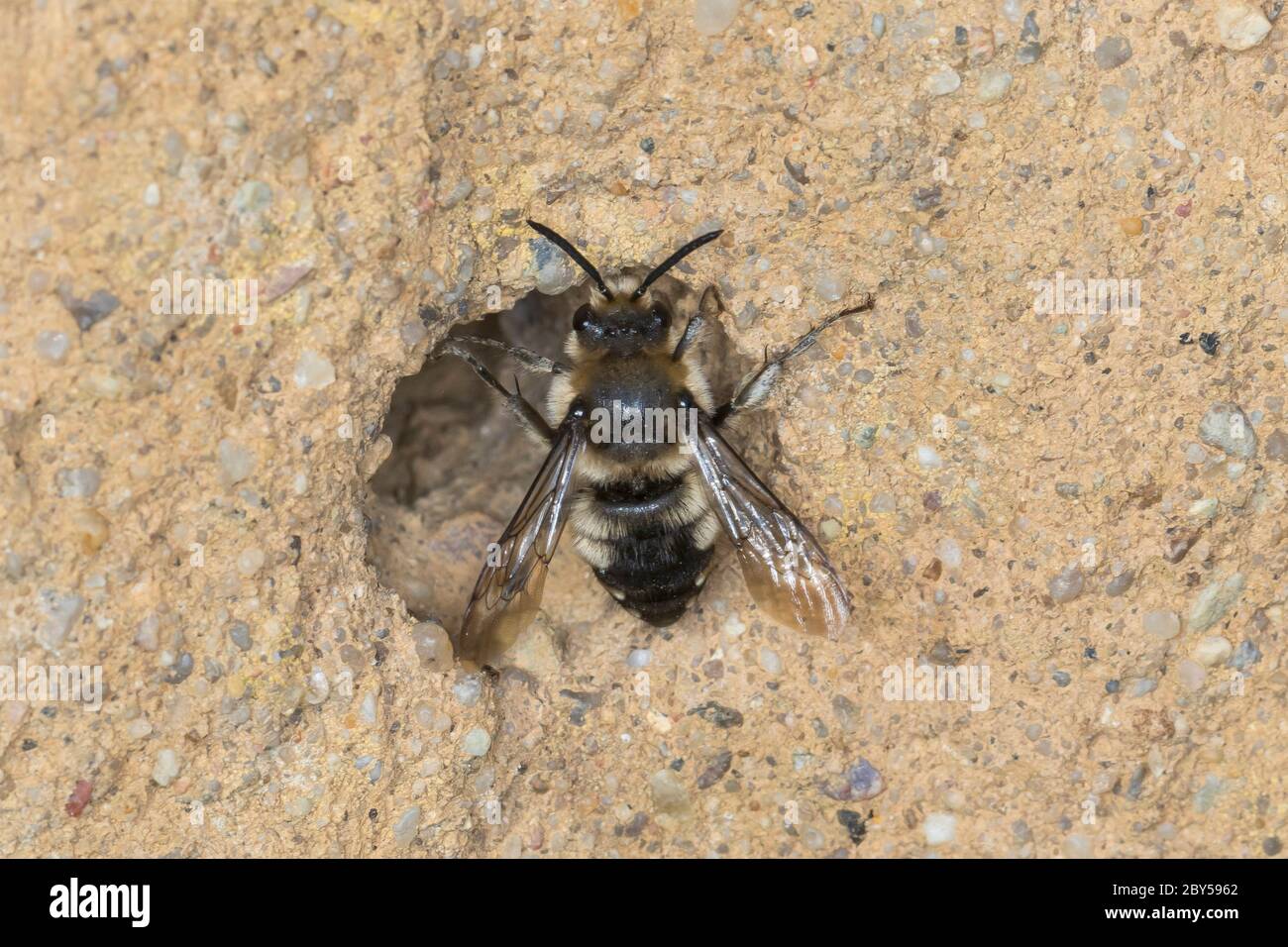Trauerbiene (Melecta albifrons, Melecta punctata, Melecta armata), Weibchen an einer Tonwand am Brutrohr einer haarfüßigen Blütenbiene (Anthophora plumipes), Deutschland Stockfoto