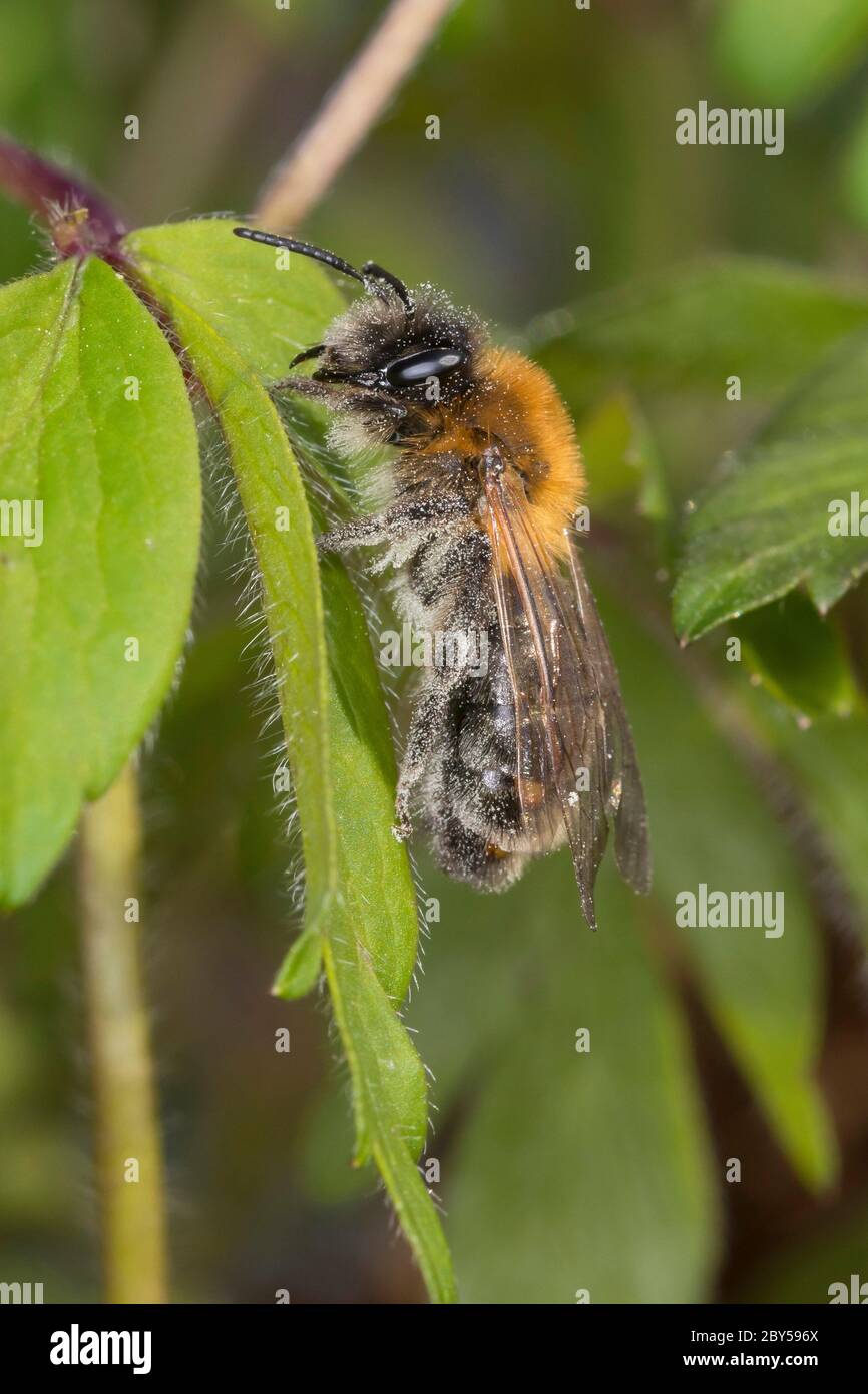 Bergbiene (Andrena spec.), auf einem Blatt, Deutschland Stockfoto