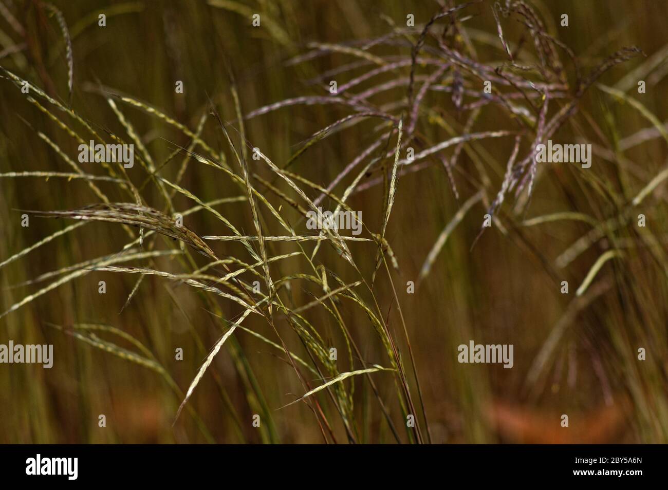 Nahaufnahme Details von goldenem Gras Stockfoto