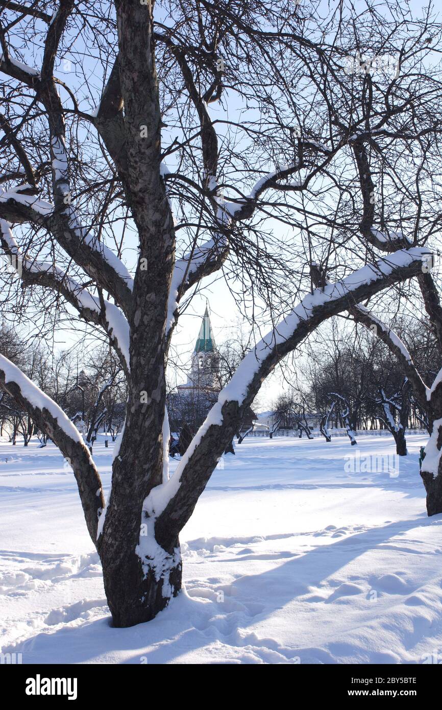 Solar Winter Day im Park Kolomenskoe Stockfoto