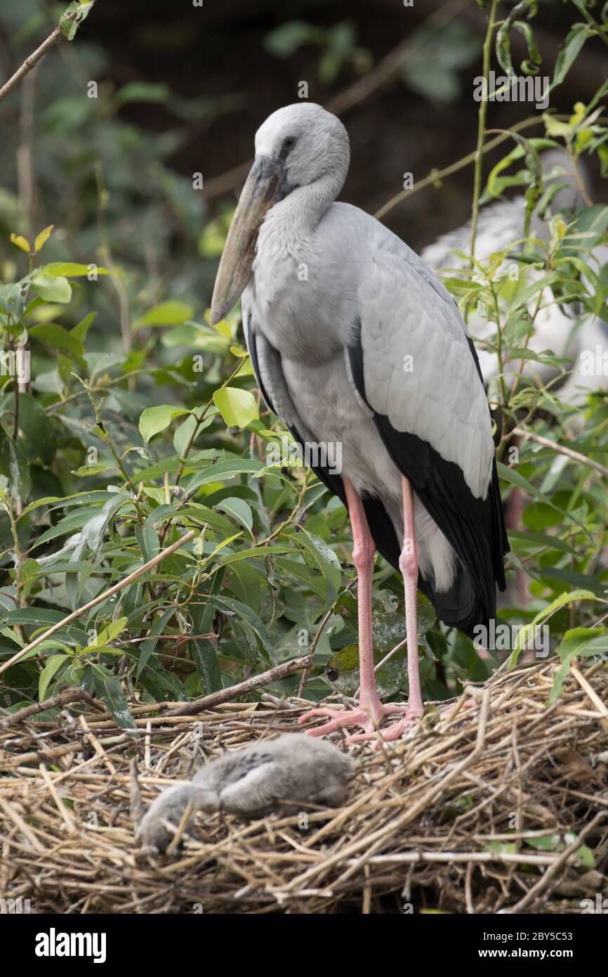 Asiatische offene Schnabelstorch in seinem Nest mit Küken Stockfoto