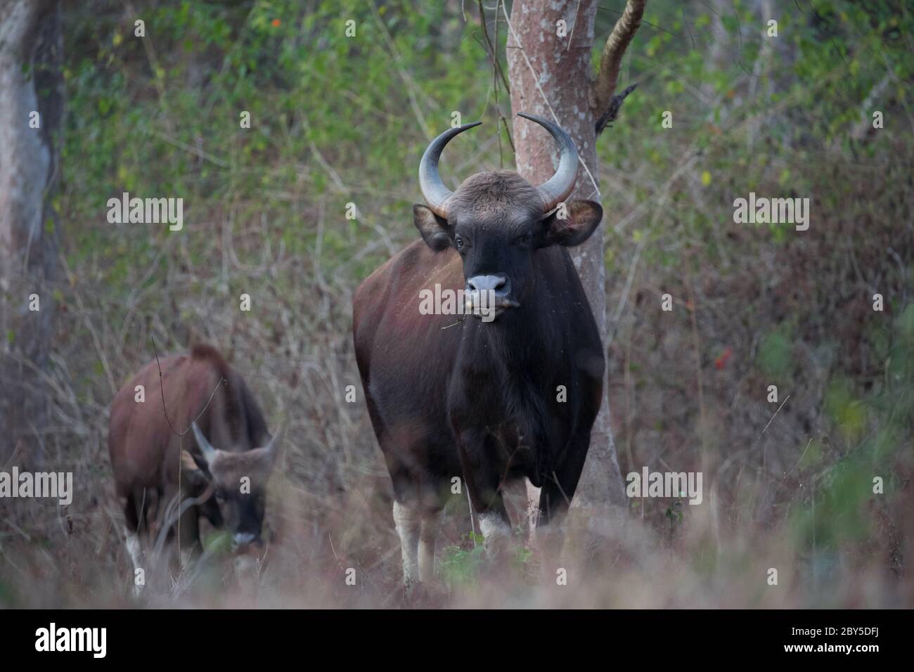 Guarbison oder Indianerbison mit dem Hintergrund des Waldes, Weibliche. Stockfoto