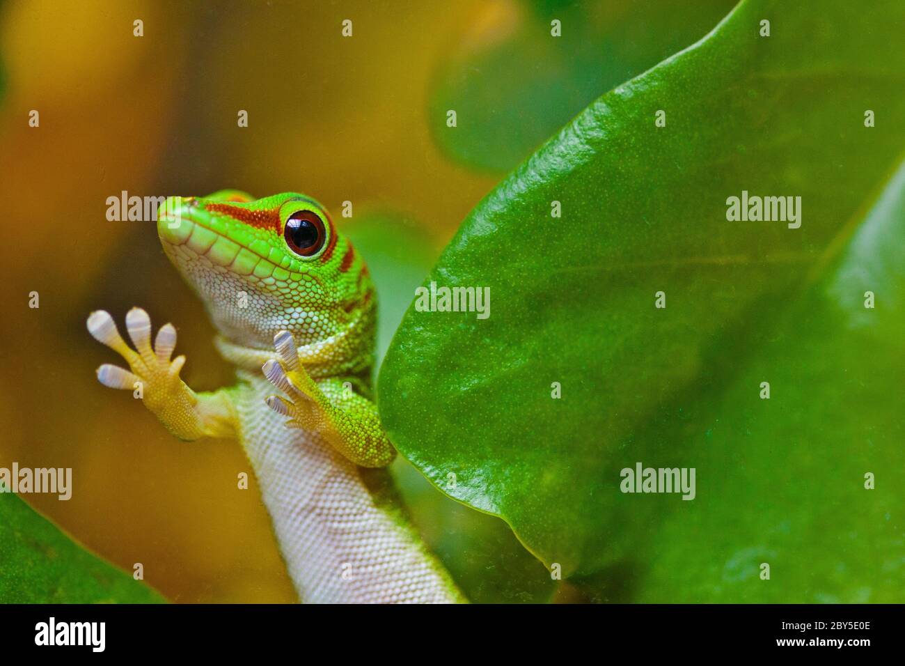 Madagaskar-Taggecko (Phelsuma madagascariensis) Stockfoto