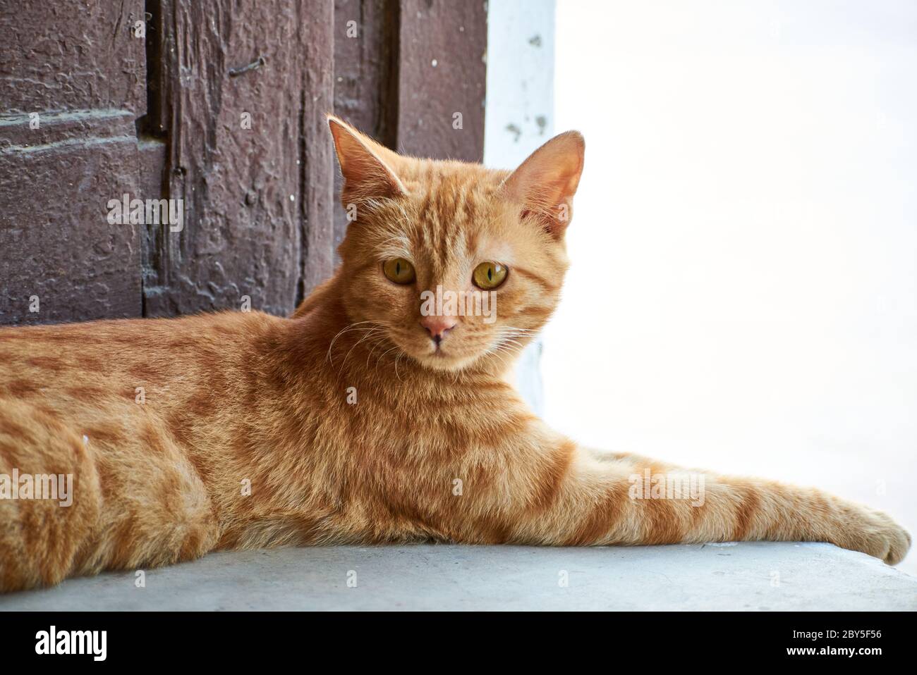 Inländische Indianer gestreiften Kitten.Cute junge Katze isoliert mit ihrem ursprünglichen background.Indoor Haustiere, Veterinär-und Werbekonzept. Detailreiche Außenbereiche. Stockfoto