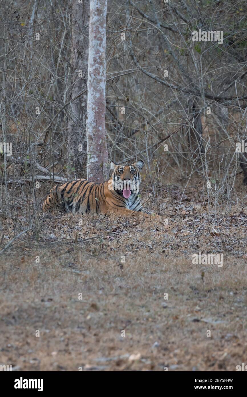 Tiger im Dschungel nach dem Essen ruhen, mit aggressivem Gesicht. Stockfoto