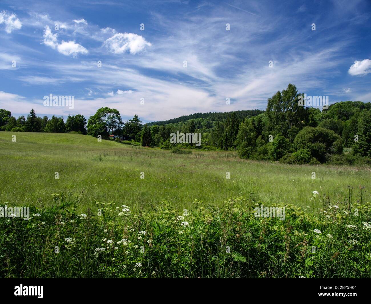 Schöne Sommerwiese bei sonnigen Tag (Tschechische Republik) Stockfoto