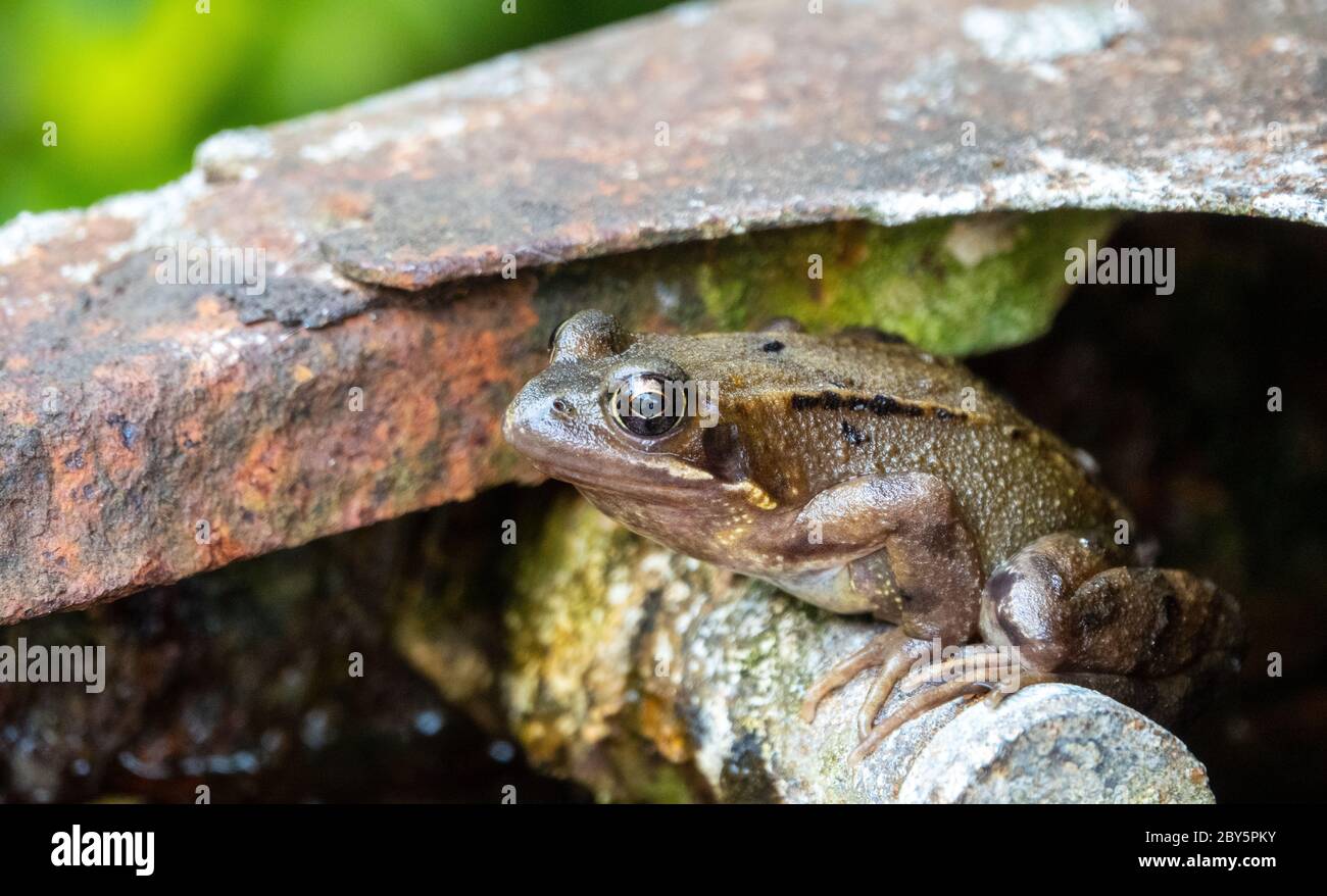 Warzige froschhaut Fotos und Bildmaterial in hoher Auflösung Alamy